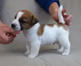 Sancho - Jack Russell Terrier eladó kiskutya