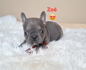 Zoé  - French Bulldog Puppy for sale