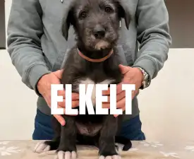 Bruce - Ír farkaskutya eladó kiskutya