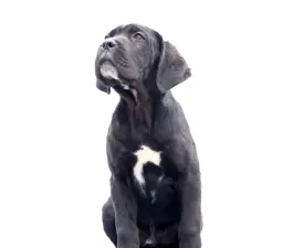 Cirius  - Cane Corso Italiano Puppy for sale