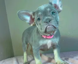 Christina - Французский бульдог Щенок на продажу