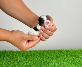 Fambey - Biewer Terrier Cățeluș de vânzare