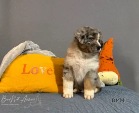 Budnat Aussies Golden Greys Silver Glimmer - Australian Shepherd Puppy for sale