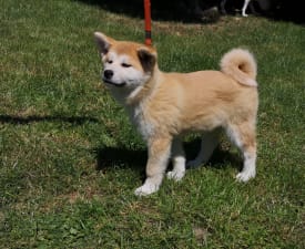 Izumi Yanagi No Tani - Akita Inu Puppy for sale