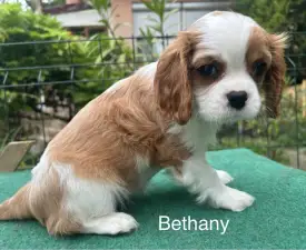Bethany - Cavalier King Charles spániel eladó kiskutya