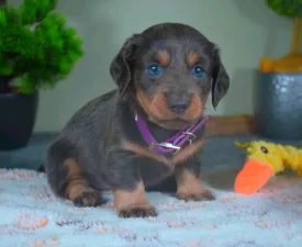 Fanni - Bassotto Cucciolo in vendita
