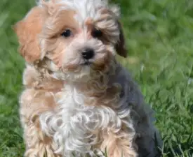 Sasha - Maltipoo Cucciolo in vendita