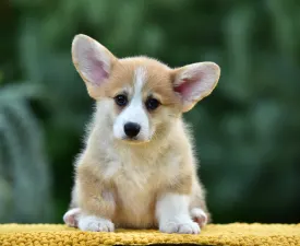 Gingers Heritage Golden Spirit Of Crete - Corgi galez Pembroke Cățeluș de vânzare
