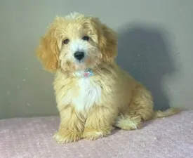 Gabor - Maltipoo Angebotener Welpe