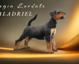 Regia Lordale Galadriel - Airedale Terrier eladó kiskutya