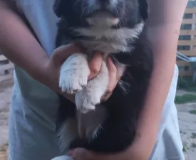 Brooke - Border Collie Angebotener Welpe