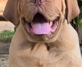 Goldi Ginger Valensamare Fg - Dogue de Bordeaux Angebotener Welpe