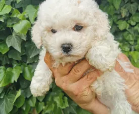 Willi Wonka - Bichon à poil frisé Cucciolo in vendita