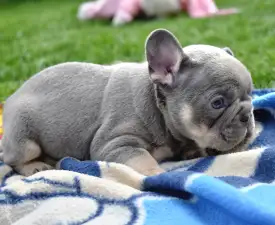 Koko - French Bulldog Puppy for sale