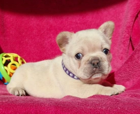 Pihe - French Bulldog Puppy for sale