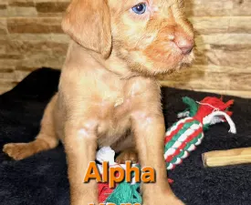 Alpha Vom Hunnenkessel - Drótszőrű magyar vizsla eladó kiskutya