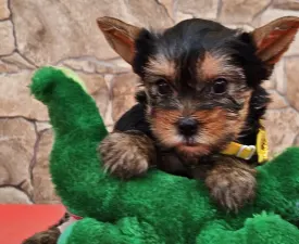 Bubu - Yorkshire Terrier Angebotener Welpe