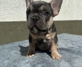 Jackson - Französische Bulldogge Angebotener Welpe