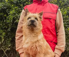 Arnold - Cairn Terrier eladó kiskutya