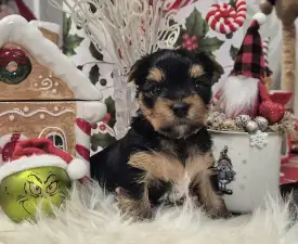 Superman Of Midsummer Nights Miracle - Jorkšírský teriér Štěně na prodej