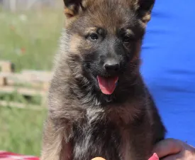 Talha - German Shepherd Dog Puppy for sale