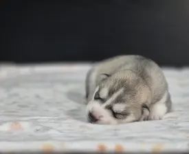 Saint Michael Island "grey Girl" - Siberian Husky Puppy for sale