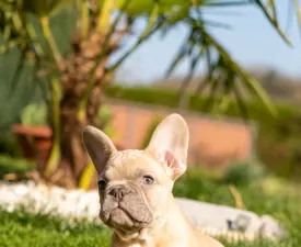 Diana - Französische Bulldogge Angebotener Welpe