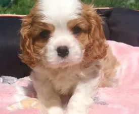 Itiel - Cavalier King Charles Spaniel Cucciolo in vendita