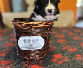 Gvinet - Border Collie Angebotener Welpe