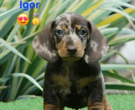 Igor  - Tacskó eladó kiskutya