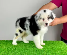 Roxy - Ausztrál juhászkutya eladó kiskutya