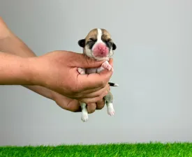 Emmy - Welsh Corgi Pembroke Cucciolo in vendita