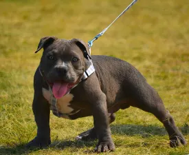 Drogo - American Bully - Pocket Puppy for sale