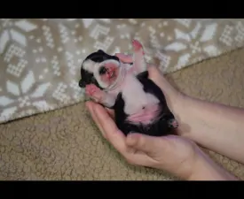 Táncos ( Dancer ) - Boston Terrier Angebotener Welpe