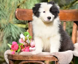 Berwick Guard - Border Collie eladó kiskutya