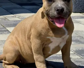 Bbb. - Amerikai Bully - Pocket eladó kiskutya