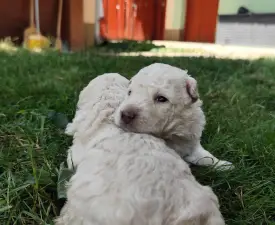 Csorna - Mudi eladó kiskutya