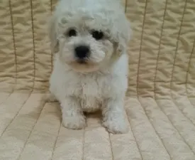 Eliot - Bichon frisé eladó kiskutya