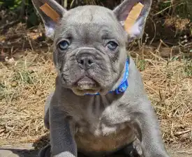 Sam Silver Blue - French Bulldog Puppy for sale