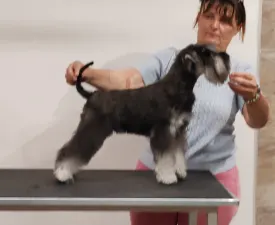 Ragyogó Ezüst Masni Belenus - Schnauzer nano Cucciolo in vendita