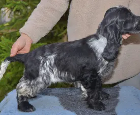 Wonderfull - Angol Cocker spániel eladó kiskutya