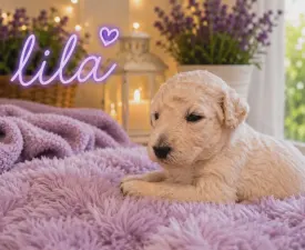 Lila - Grosspudel Angebotener Welpe