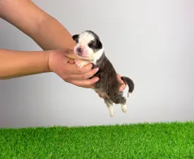 Benivaro - Australian Shepherd Puppy for sale