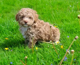 Goldie - Poodle Toy Puppy for sale