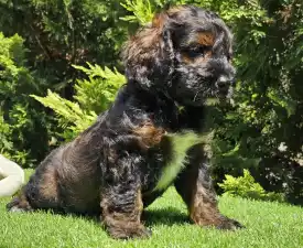 Firefox - Cavapoo Puppy for sale