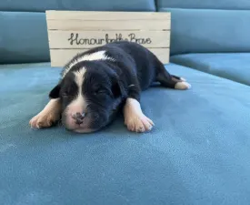 Honour For The Brave.... - Australian Shepherd Puppy for sale
