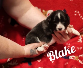 Blake - Border Collie eladó kiskutya