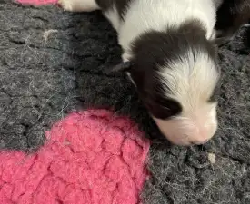 Milano - Border Collie Puppy for sale