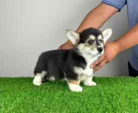 Rommy - Pembroke Welsh Corgi eladó kiskutya