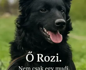 Rozi - Mudi eladó kiskutya